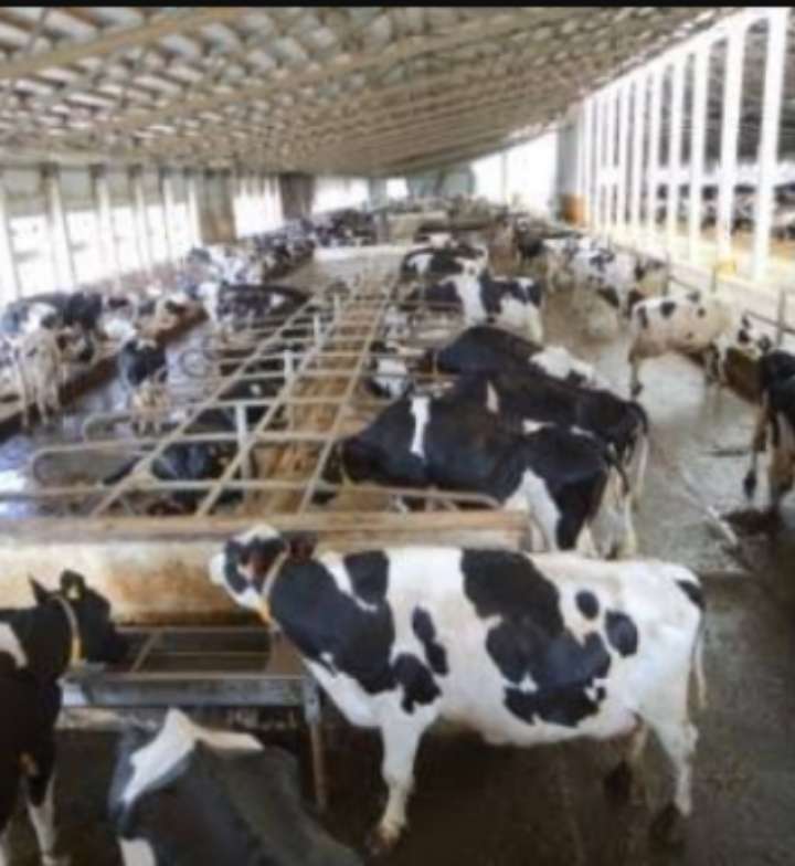 Katsina State Government Restate Commitment to Promote Livestock Production