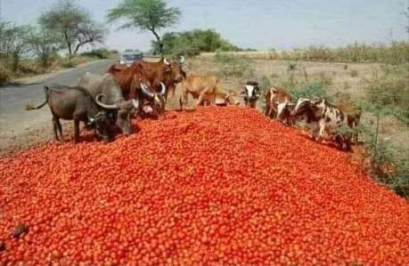 Nigeria to Pay AUFCDN N4.75bn After North-South Food Blockade tomato