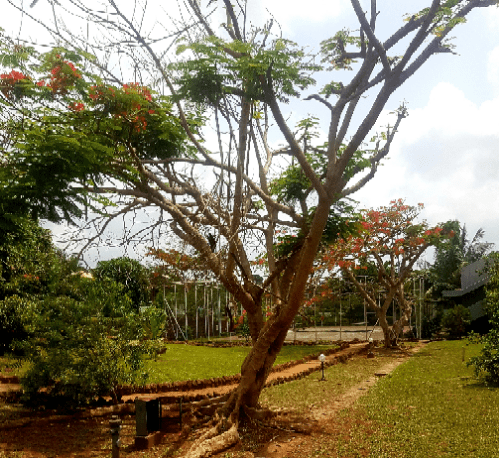 Biology Of The Tree And Lessons To Learn